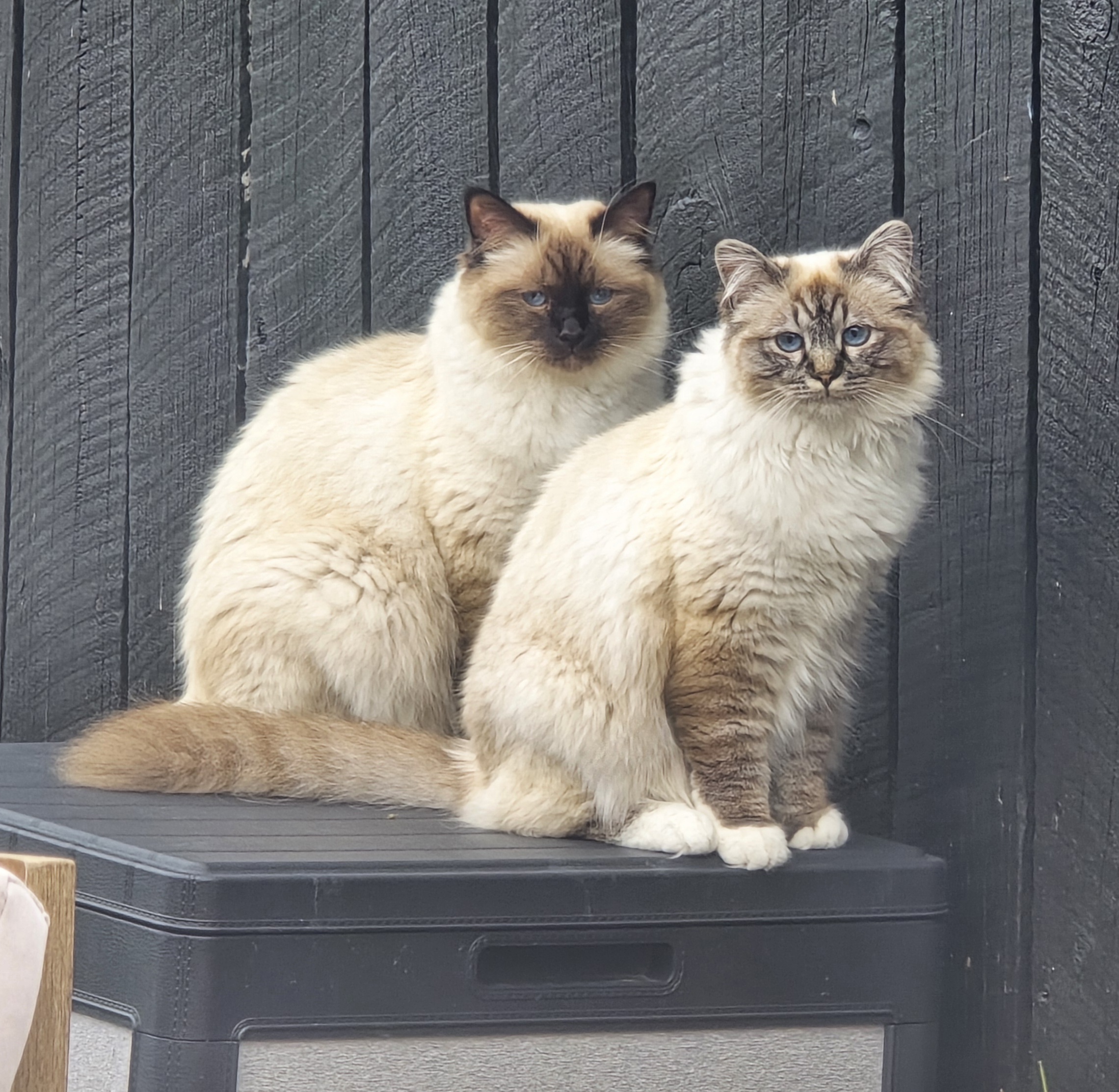 Two Birman cats sitting on a box outdoors, gazing at the camera—capturing the calm curiosity behind PurrCrazy’s NZ-grown catnip and cat grass wellness kits.